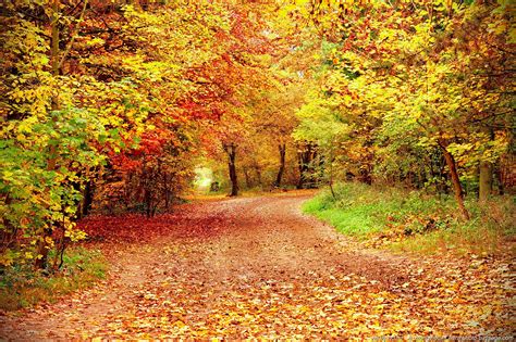automne | photos de paysages les 4 saisons l automne photo 85 507 annonces | Photos paysage ...