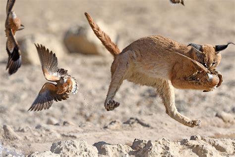 Animals Of The Kalahari Desert - WorldAtlas