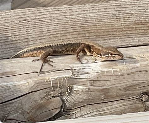 Japanese grass lizard in Western Honshu : r/herpetology