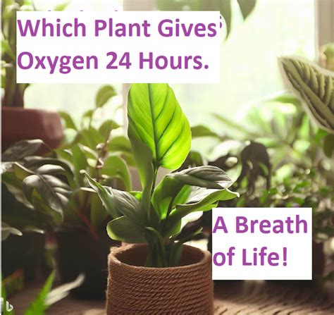 Which Plant Gives Oxygen 24 Hours: A Breath of Life