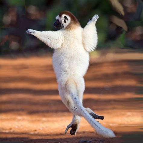 Help Almost Extinct Animals: How Can We Help Silky Sifaka From Extinction | Most Amazing Extinct ...