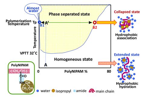 Phase diagram of PNIPAM/water system and state of PNIPAM molecule ...