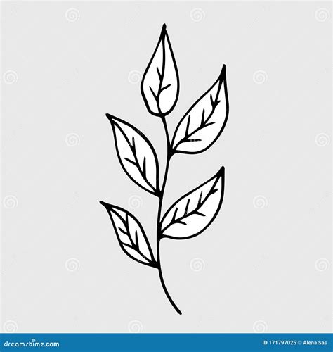 Vector Drawing Stem of Leaves. Hand Drawn Botanical Doodle Illustration Stock Vector ...