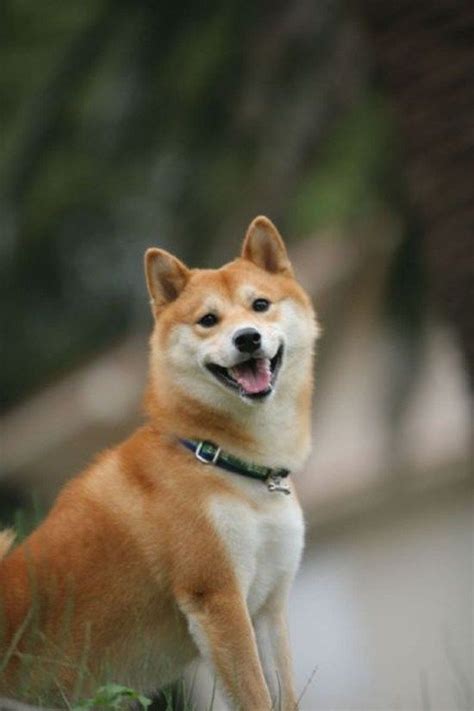 Cute Dog | Shiba inu, Dogs, Dog photos