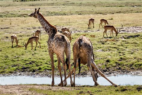 Chobe National Park Safari | Fees, Guide & Weather [2024]