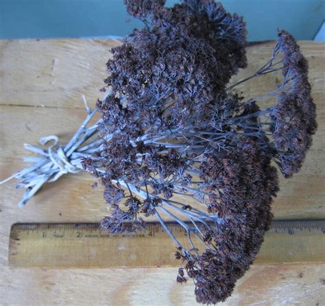 Dried All Natural Sedum Flowers Sedum Autumn Joy Floral - Etsy