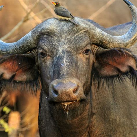 INDIAN BUFFALO |THE UNSUNG HERO OF INDIAN MILK INDUSTURY │ WATER ...