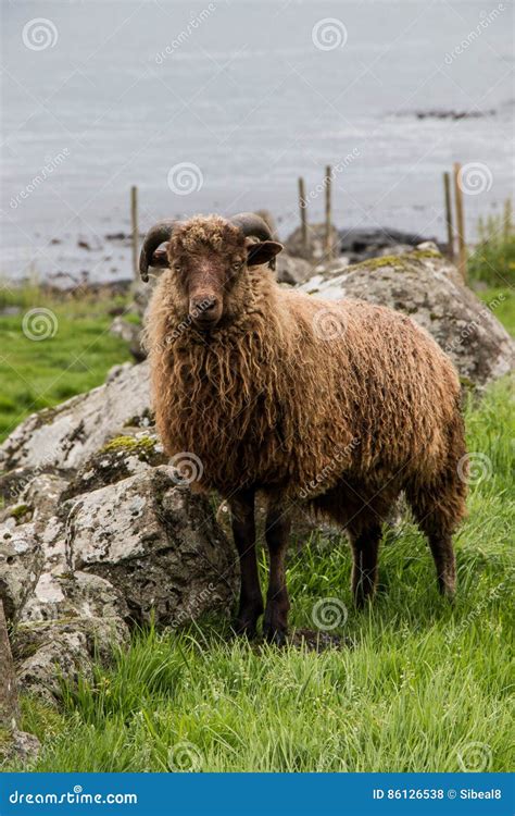 Faroese Sheep stock photo. Image of landscape, faroe - 86126538