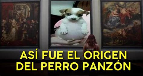 the origin of the perro panzón - Videos - Metatube