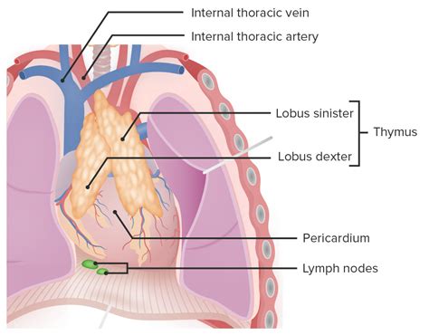 Anterior Mediastinum Contents