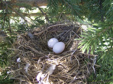 Mourning Dove | Mourning dove, Mourning dove nest, Dove nest