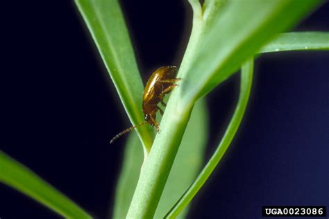 brown dot leafy spurge flea beetle (Aphthona cyparissiae)