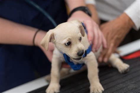 Pet Health: Five good reasons to adopt a shelter pet | SOURCE ...