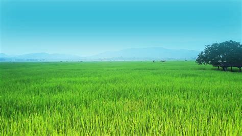 Landscape Of Rice Farm In Thailand : Crane Shot Stock Footage Video 4395710 - Shutterstock