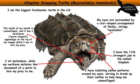 Alligator Snapping Turtle | Alligator snapping turtle, Snapping turtle ...