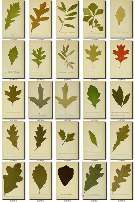 Oak Leaf Identification Chart