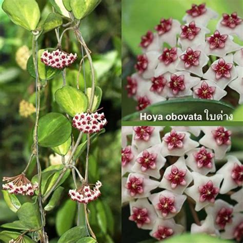 Hoya obovata variegata - rooted cutting - Tropics @Home