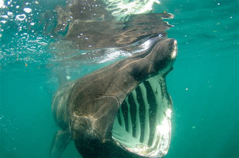 Can a Basking Shark Eat a Human? - Basking Shark Scotland