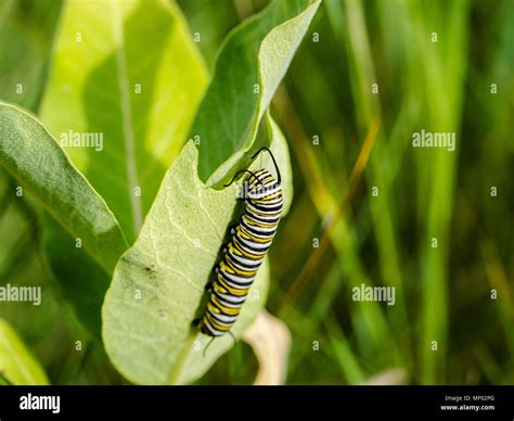 Monarch caterpillars eating milkweed on the prairie Stock Photo - Alamy