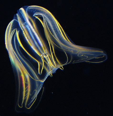 Ctenophores | jellyfish | comb jellies | Jellyfish, Sea creatures, Sea jellies