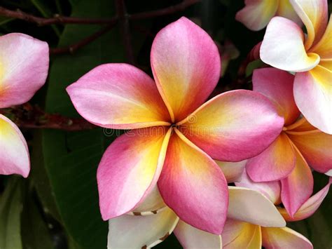 Colorful Frangipani Flower is Blooming on Tree with Natural Background. Stock Photo - Image of ...