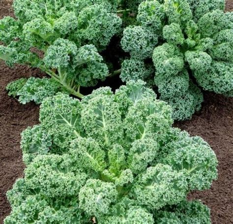 Curly Kale-20 SEEDS - Urban Gardens