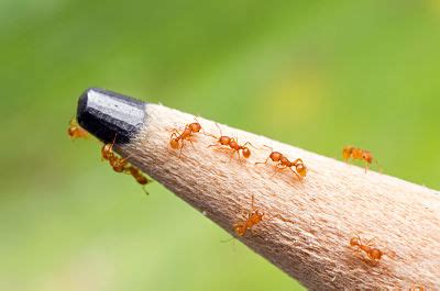 Little fire ant - Pacific Invasive Ant Toolkit