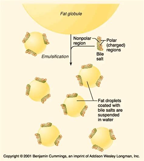 Lipids Are A Heterogeneous Group Of Water-insoluble Organic Molecules ...