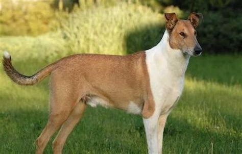 Smooth Collie [Ultimate Guide: Personality, Health, Trainability]