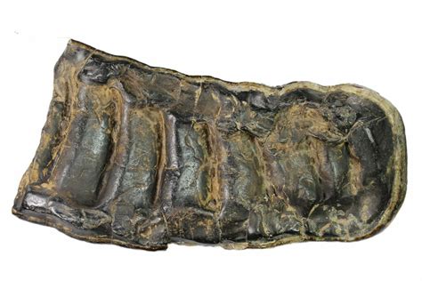 7.8" Partial, Fossil Stegodon Molar - Indonesia (#148200) For Sale - FossilEra.com