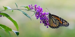 Monarch Butterfly | Peter Miller | Flickr