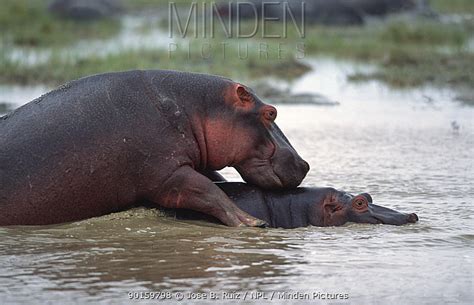 Hippopotamus stock photo - Minden Pictures