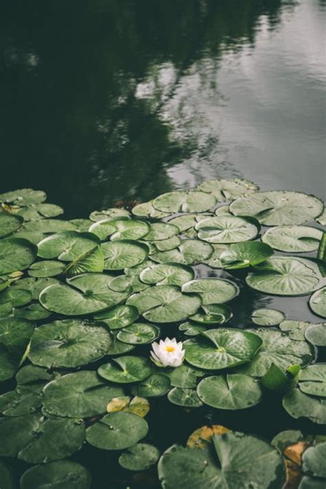 hannahkemp: “Lily pads//Washington June 2017 ” | Dark green aesthetic ...