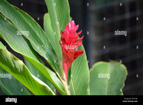 chaconia flower Stock Photo: 72570630 - Alamy