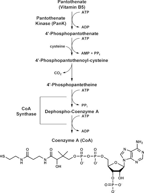 Coenzyme A Synthesis