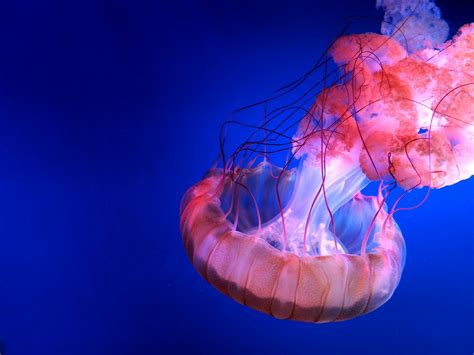 Red Jellyfish · Free Stock Photo