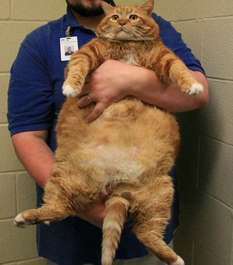 Skinny: The World's Largest Cat (Photo gallery)