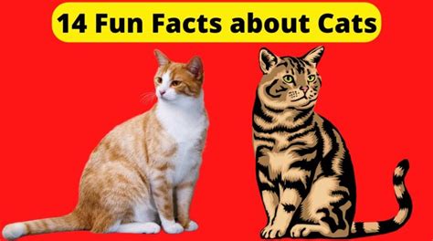 14 Fun Facts about Cats - Pet Life News