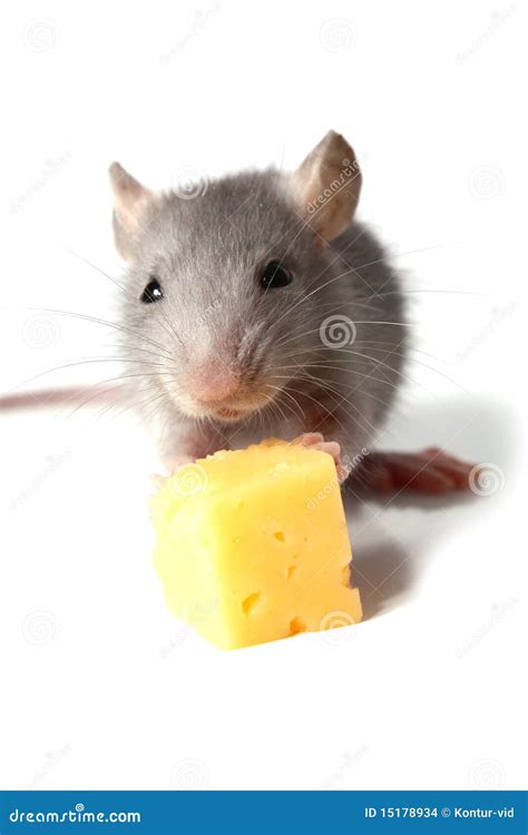 Mouse And Cheese Stock Images - Image: 15178934