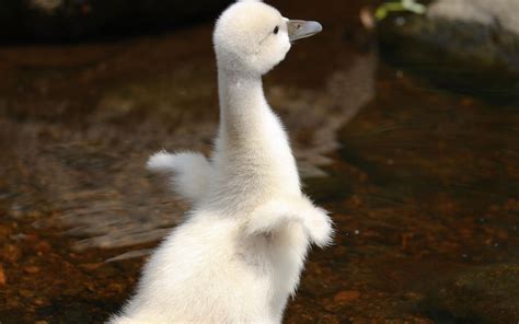 Baby Swan HD wallpaper