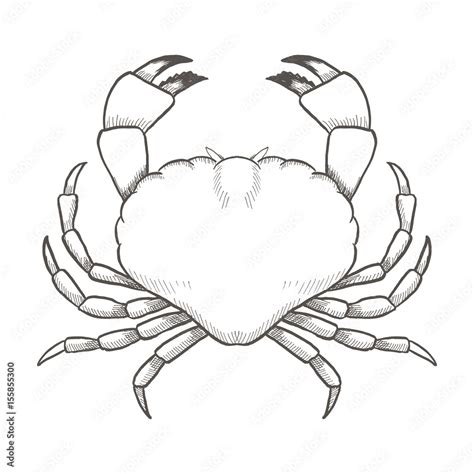 Vecteur Stock Crab drawing on white background. Hand drawn outline seafood illustration. | Adobe ...