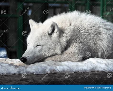 White Wolf Sleeping at the Snow Stock Photo - Image of canis, face: 87812190