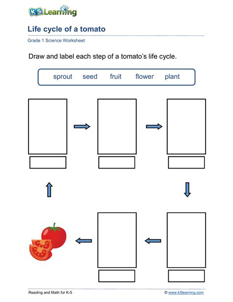 Life cycle of a tomato | Worksheet Zone