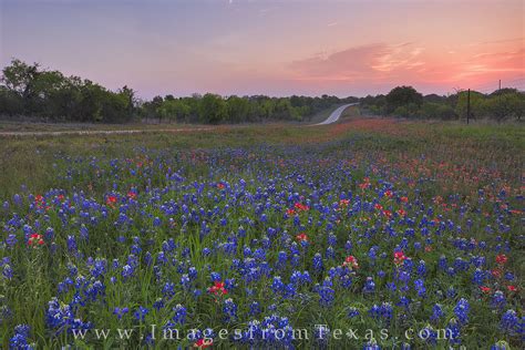 Texas wildflowers – Rob Greebon Photo Blog