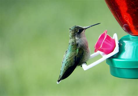 Hummingbird - Birds and Blooms