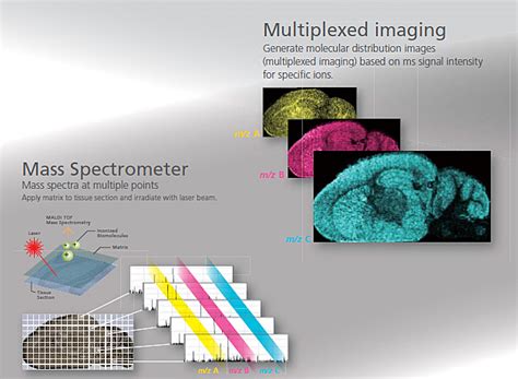 Imaging Mass Spectrometry | SHIMADZU EUROPA