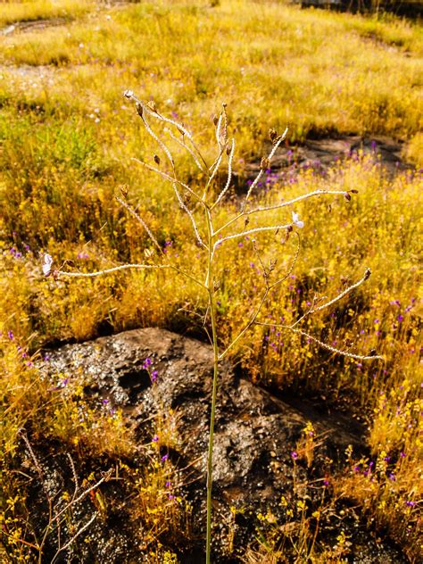 Grass Flower Field , Wildflowers Free Stock Photo - Public Domain Pictures