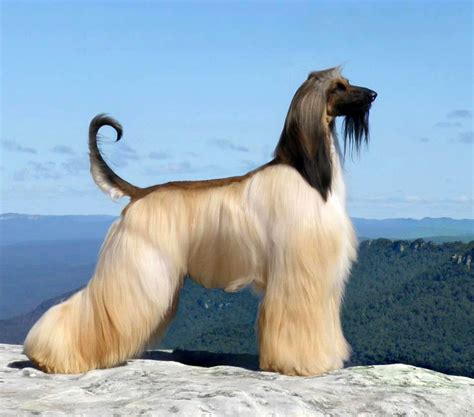 Pictures of Afghan Hound Dog - Dog Breeders Guide