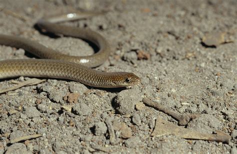 Juvenile Snake Identification