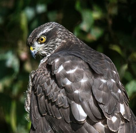 Alan James Photography : Juvenile Female Sparrowhawk Portraits